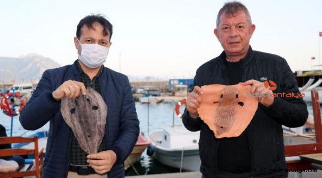 Balon balığının derisi, yeni istihdam alanı sağlayacak