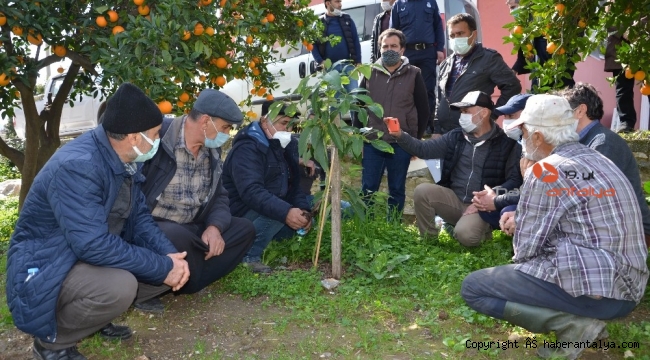 Büyükşehir Belediyesinden Alanyalı çiftçilere uygulamalı eğitim