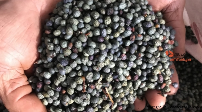 Dağlardan toplayıp yağının kilogramını 200 liradan satıyorlar