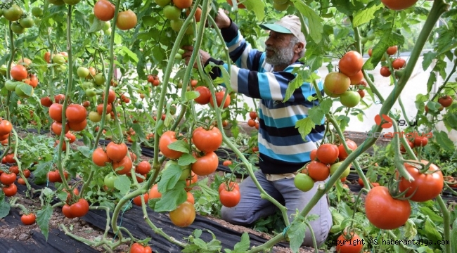 Domates fiyatında düşüş, meyvede rekor artış yaşanıyor