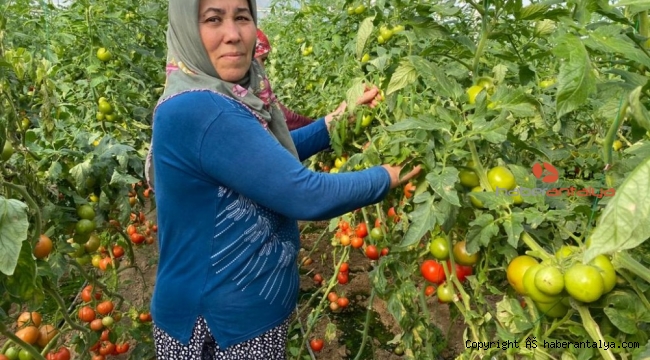 Domates üreticisi sera ile tezgahtaki fiyat farkına kendi de inanamıyor