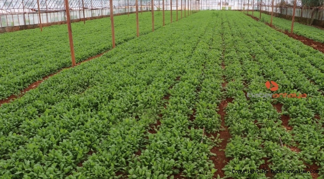 Fazla üretim ve pandemi yeşillik fiyatlarını düşürdü