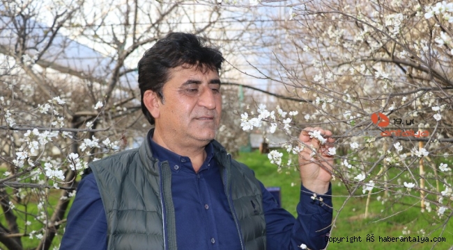 İlk hasatta eriğin kilosu çeyrek altını geçecek