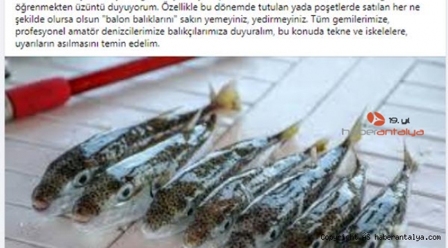 Kaş'ta balon balığı zehirlenmesi iddiası, Sağlık Bakanlığı inceleme başlattı