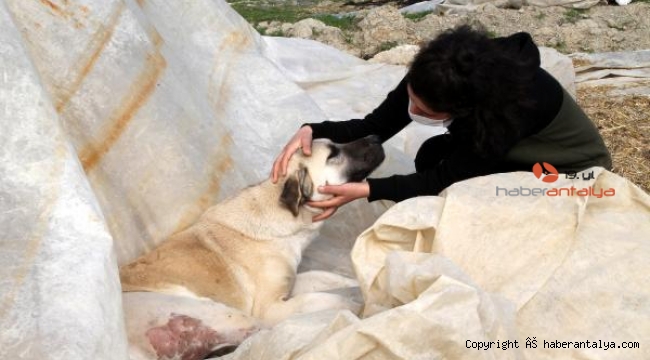 Komşusu, köpeğini vurdu, 'Aynısını sana da yaparım' dedi