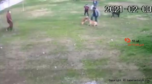 Manavgat'ta pitbull dehşeti