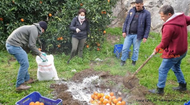 Narenciyede biyolojik mücadele başlıyor
