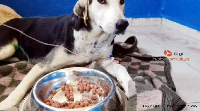 Otomobilin çarpıp kaçtığı hamile sokak köpeğinin 9 yavrusu öldü