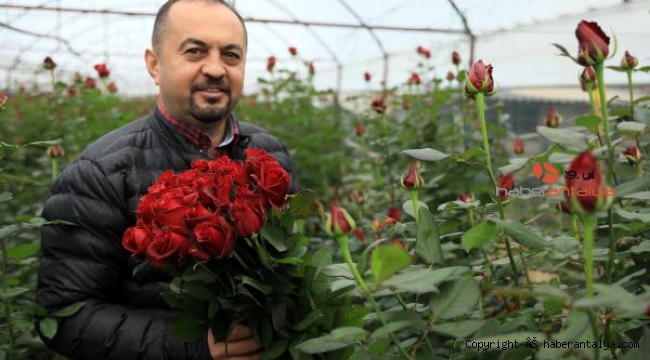 Sevgililer gününün kırmızı gülünün fiyatı sera ile çiçekçi arasında 3'e katlıyor