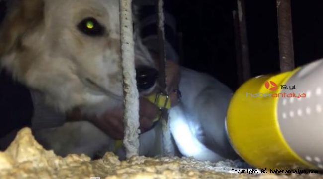 Tasması demire takılan köpeği imam fark edip, kurtardı