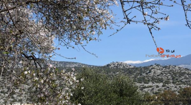 Torosların karıyla badem çiçekleri karşı karşıya