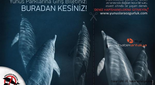 Yunuslara ve diğer hayvanlara işkencenin peşindeler