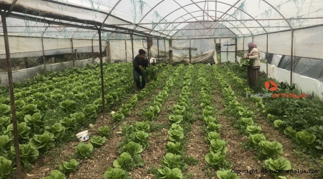 650 rakımlı mahallede örtü altı üretim geçim kaynağı oldu