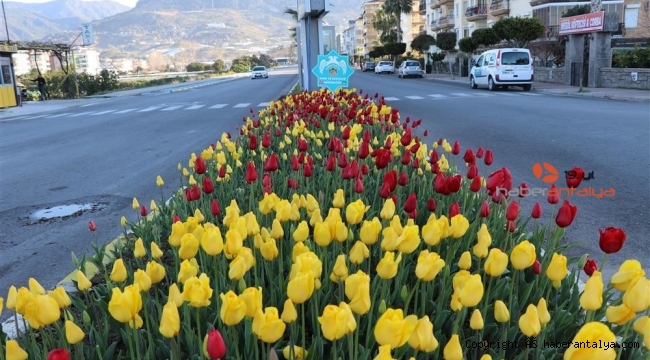 Alanya'da baharın müjdecisi çiçekler açtı