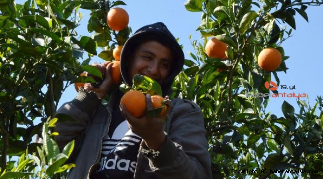 Antalya'da 'yaz portakalı' hasadı başladı