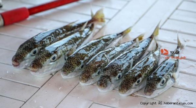 Balon balığı kuyrukları, 2021&#039;de de alınacak