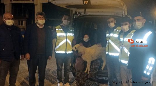 Çalınan kuzu, jandarmanın mobese takibiyle bulundu