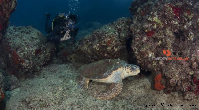 Caretta carettanın ilkbahar dansı