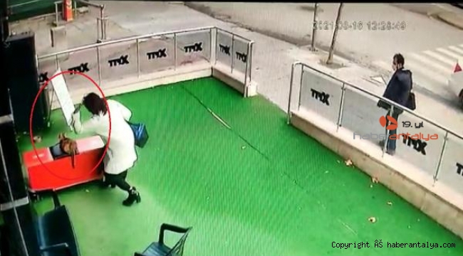 Gebe kediye şiddet uygulayan kadına para cezası