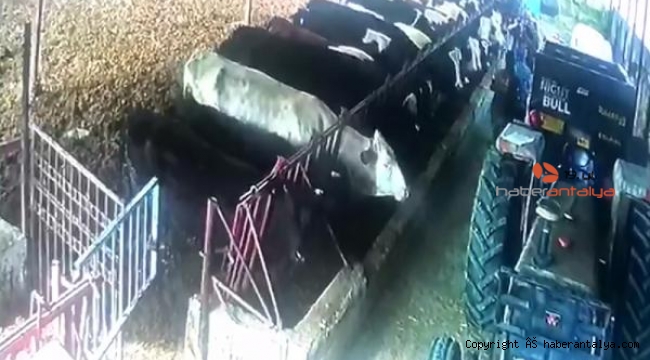 Hayvanlar ürkünce ortalık savaş alanına döndü !
