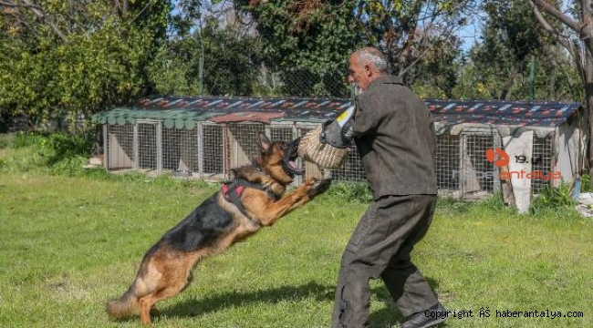 Irk köpeklere VIP eğitim