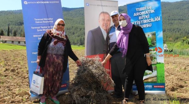 Manavgat'ta 3 bin lavanta fidesi dağıtıldı