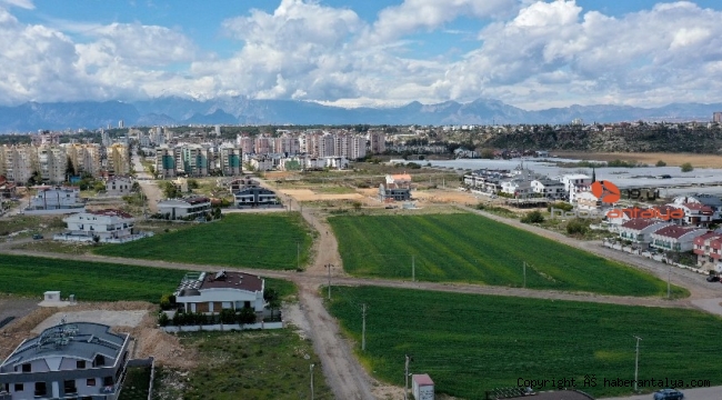 Muratpaşa'da 20 bin kilogram buğday hasat edilecek