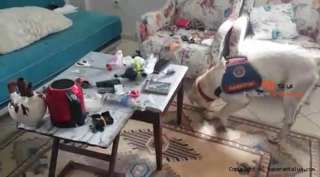 Narkotik köpeği uyuşturucuyu bakın nerede buldu ?