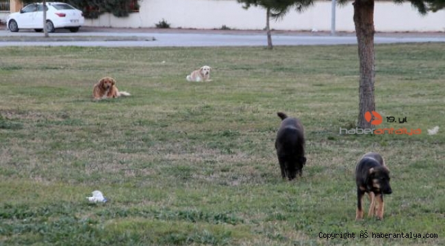 Sokak köpeklerini zehirleyenlerin bulunması için para ödülü !