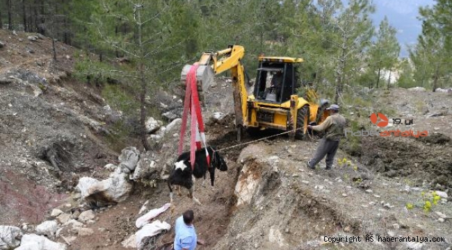 Yamaçtan yuvarlanan inek, 2 gün sonra kepçeyle kurtarıldı
