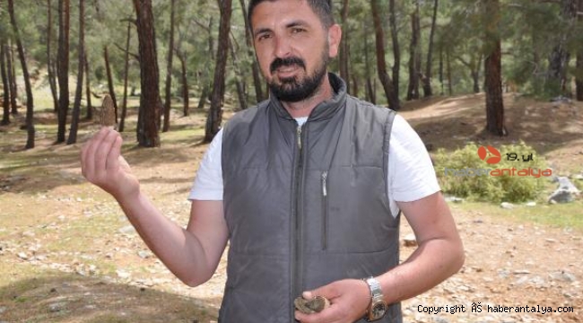 1600 metrede ormanlıkta topluyorlar. Fiyatı dudak uçuklatıyor