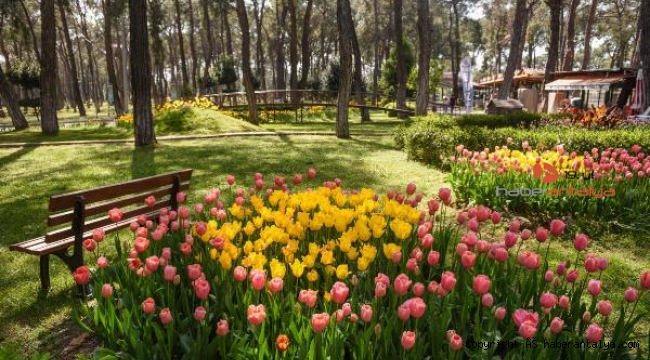 Antalya'da rengarenk lale baharı