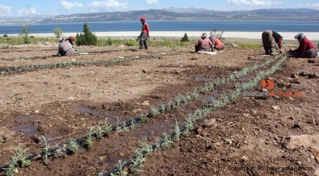 Burdur Gölü'nün reçetesi; 'susuz tarım'