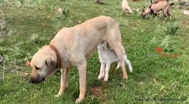Çoban köpeği kuzuları emziriyor