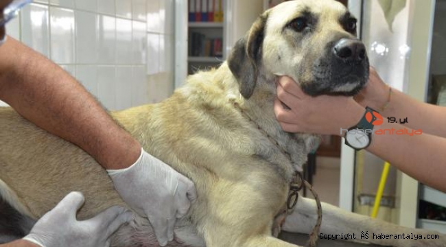 Evin önünde bağlı köpeğe silahla saldırdı !