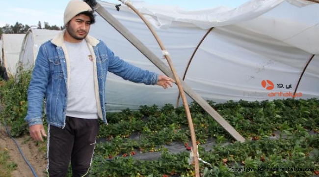 Fırtına; sera örtüleri uçtu, 18 dönüm ürün zarar gördü