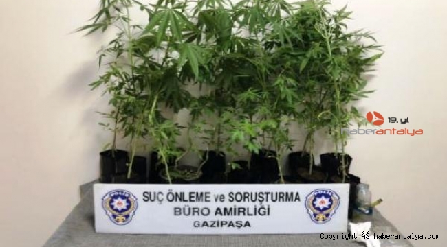 Gazipaşa'da uyuşturucu operasyonu, onlarca kök kenevir ele geçildi