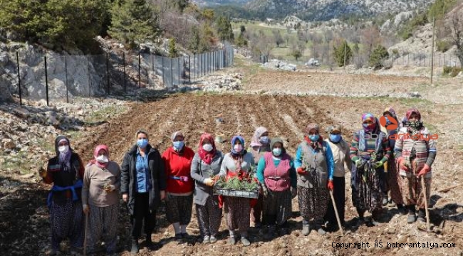 İbradı tıbbi aromatik bitkilerin merkezi olacak