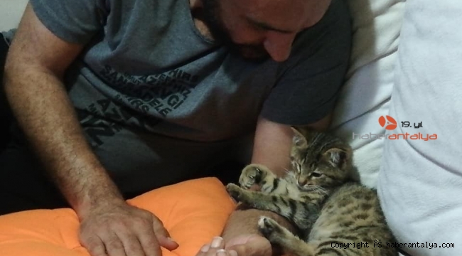 Kediyi sahiplenene 1 yıl boyunca ücretsiz jimnastik eğitimi