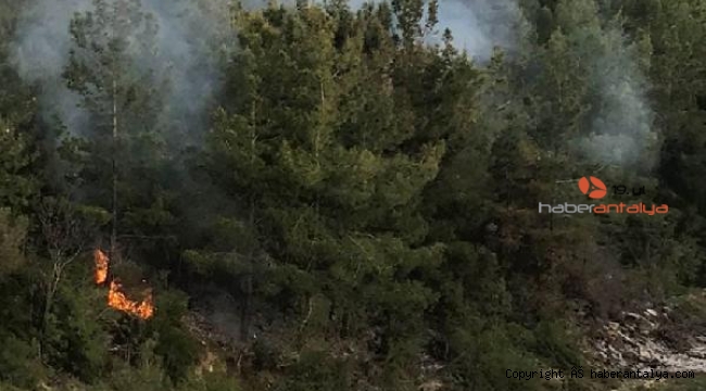 Orman yangını sonrası ağaçları kestiler !