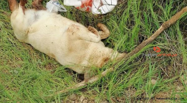 Sokak köpeği öldürüp çuval içinde araziye atıldı !