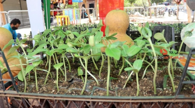 Su kabağı fidesi dağıtımı devam ediyor