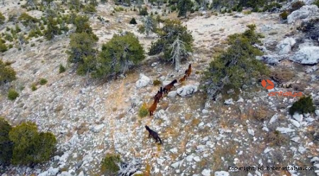 Yılkı atları, dronla görüntülendi