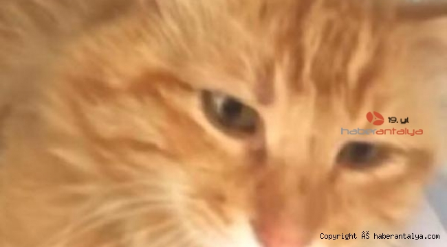 Yol kenarında yaralı bulunan kedi silahla vurulmuş !