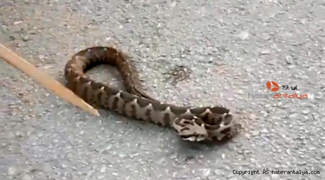 Yol ortasındaki yılanı eliyle yakaladı, bidona koydu