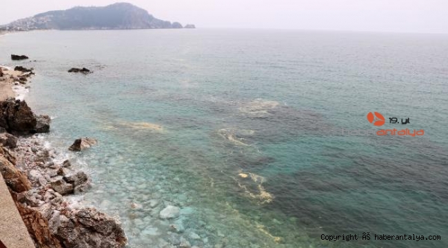 Alanya kıyılarında deniz salyası