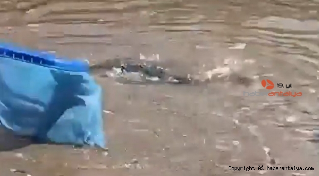 Alanya sahilinde dev balon balıkları sahile vurdu
