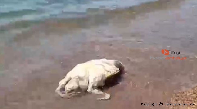 Antalya'da caretta caretta ölüsü sahile vurdu
