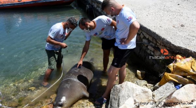 Antalya'da ölü Akdeniz foku kıyıya vurdu