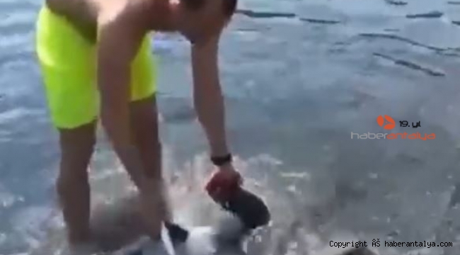 Antalya'da yarım metrelik balon balığı